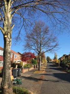 Street Trees on Middlefield Road